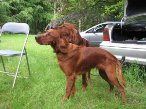 Adair (roepnaam Dusty)