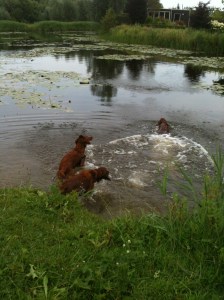 Aideen en Aslinn aan het keten met mama Kells.