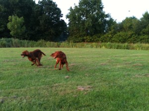 Aideen en Aislinn aan het keten in het park in Grootegast.