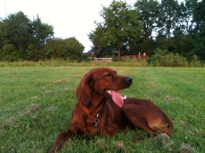 Portretje van Aideen.