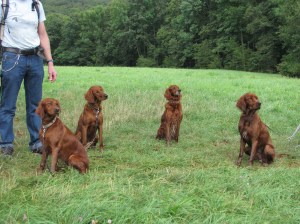 Valt nog niet mee om ze keurig op een rij te krijgen. V.l.n.r. Kells, Aislinn, Gina en Aidan.